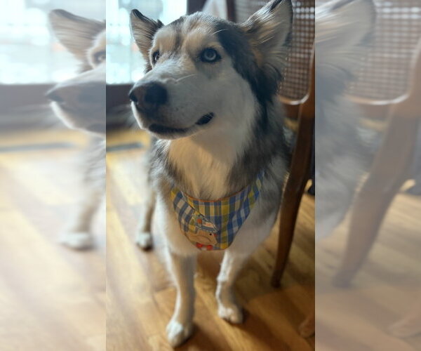 Medium Photo #10 Alaskan Malamute-Unknown Mix Puppy For Sale in Oak Bluffs, MA, USA