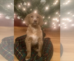 Golden Retriever-Goldendoodle Mix Puppy for sale in HILLSBORO, WI, USA