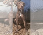 Small #3 Labrador Retriever Mix