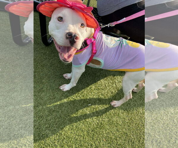 Medium Photo #1 American Pit Bull Terrier-Unknown Mix Puppy For Sale in Germantown, OH, USA