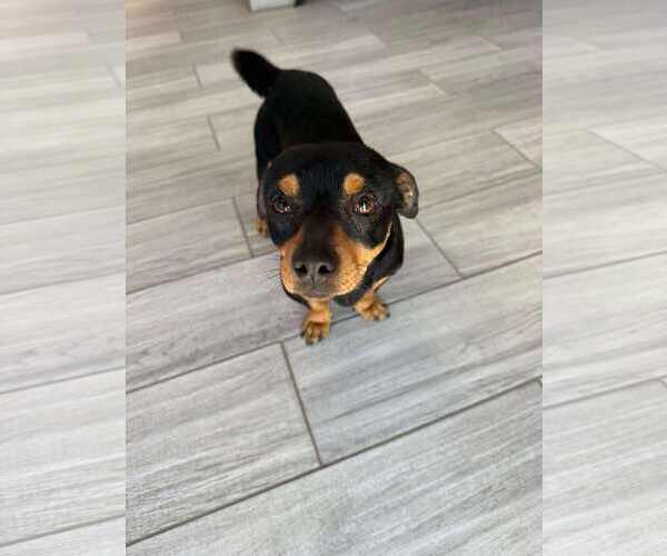 Medium Photo #1 Chiweenie Puppy For Sale in Escondido, CA, USA