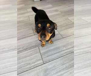 Chiweenie Dogs for adoption in Escondido, CA, USA