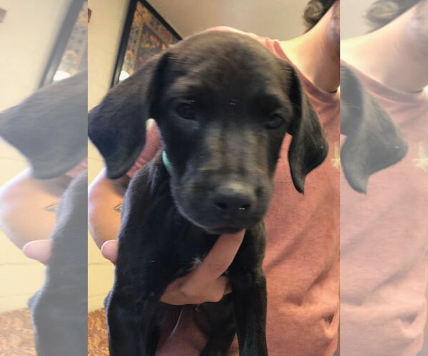 Medium Photo #2 American Pit Bull Terrier-Labrador Retriever Mix Puppy For Sale in Amarillo, TX, USA