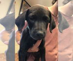 Small #1 American Pit Bull Terrier-Labrador Retriever Mix