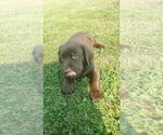 Small #5 Labrador Retriever