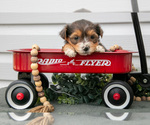 Puppy Tally YorkiePoo