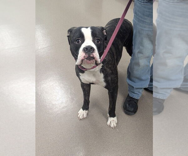 Medium Photo #1 Boxer-Unknown Mix Puppy For Sale in La Porte, IN, USA