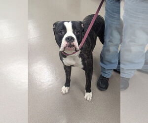 Boxer-Unknown Mix Dogs for adoption in La Porte, IN, USA