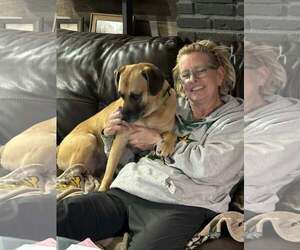 Zeara (and Cooper) - Male Labrador Retriever-Unknown Mix Dog for Adoption - Photo #6