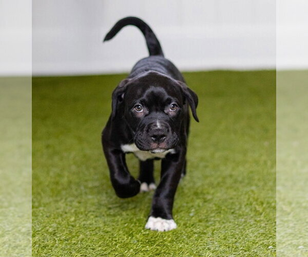 Medium Photo #1 Labrador Retriever-Unknown Mix Puppy For Sale in Canton, CT, USA