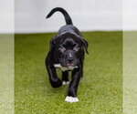 Small Labrador Retriever Mix