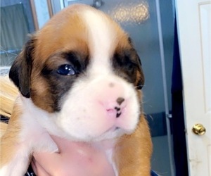 Boxer Puppy for sale in BEECH ISLAND, SC, USA