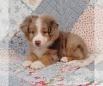 Small Photo #3 Miniature Australian Shepherd Puppy For Sale in HARRISON, OH, USA