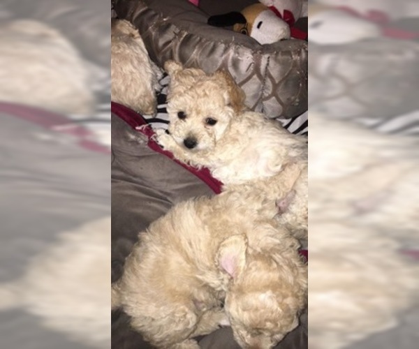 Medium Photo #2 Poodle (Toy) Puppy For Sale in SUMMERVILLE, SC, USA