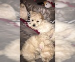 Small Photo #2 Poodle (Toy) Puppy For Sale in SUMMERVILLE, SC, USA