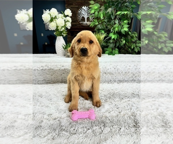Medium Photo #1 Golden Retriever Puppy For Sale in GREENFIELD, IN, USA
