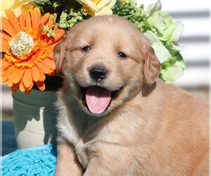Golden Retriever Puppy for sale in JONES, MI, USA