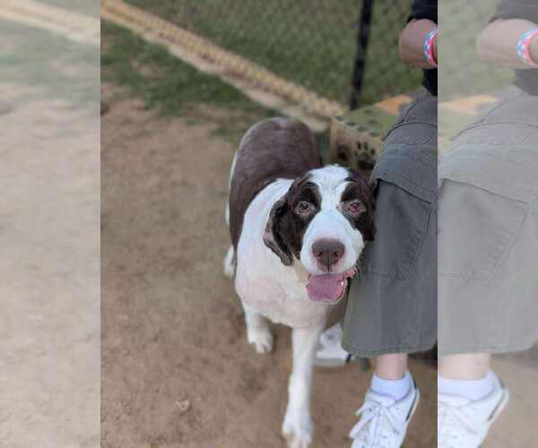 Medium Photo #2 English Springer Spaniel-Unknown Mix Puppy For Sale in Holly Springs, NC, USA