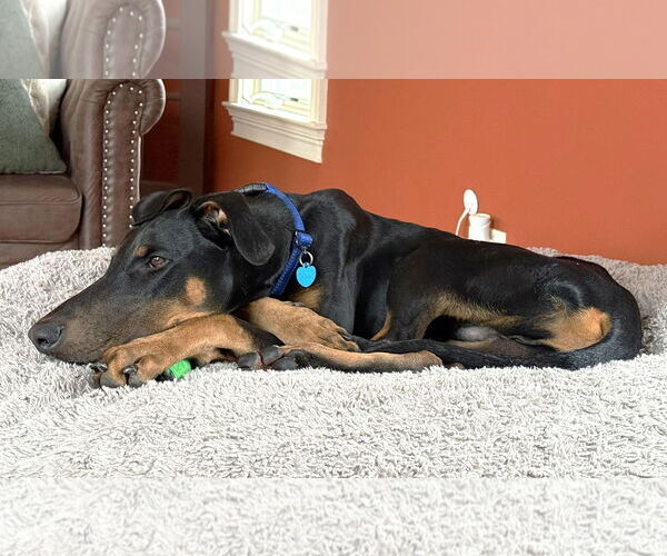 Medium Photo #9 Doberman Pinscher Puppy For Sale in Boonton, NJ, USA