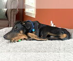 Small #8 Doberman Pinscher