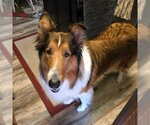 Small #2 Collie