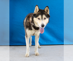 Small Siberian Husky