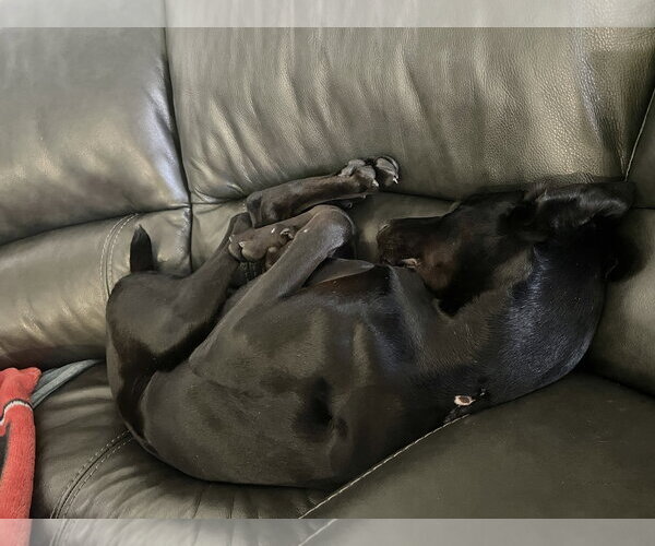Medium Photo #17 Doberman Pinscher Puppy For Sale in Buffalo, MN, USA