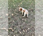 Puppy Puppy 3 nubby Brittany
