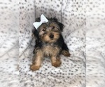 Small Yorkshire Terrier