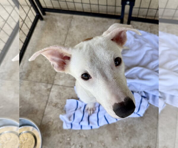 Medium Photo #1 Greyhound Puppy For Sale in Boca Raton, FL, USA