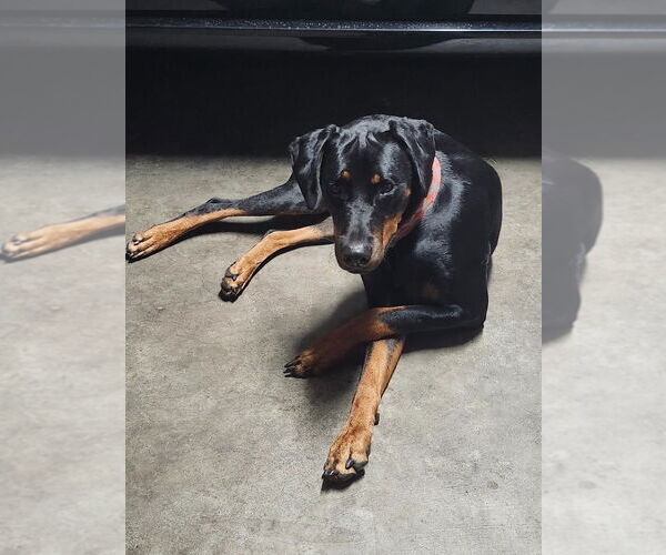 Medium Photo #5 Rotterman Puppy For Sale in Claremore, OK, USA