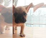 Small Photo #10 French Bulldog Puppy For Sale in MANHATTAN, NY, USA
