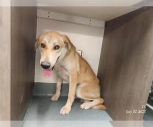 Labrador Retriever Dogs for adoption in Baytown, TX, USA