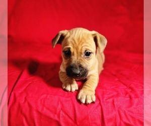 Jack Russell Terrier Puppy for sale in TOPSFIELD, MA, USA