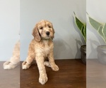 Puppy 8 Goldendoodle (Miniature)