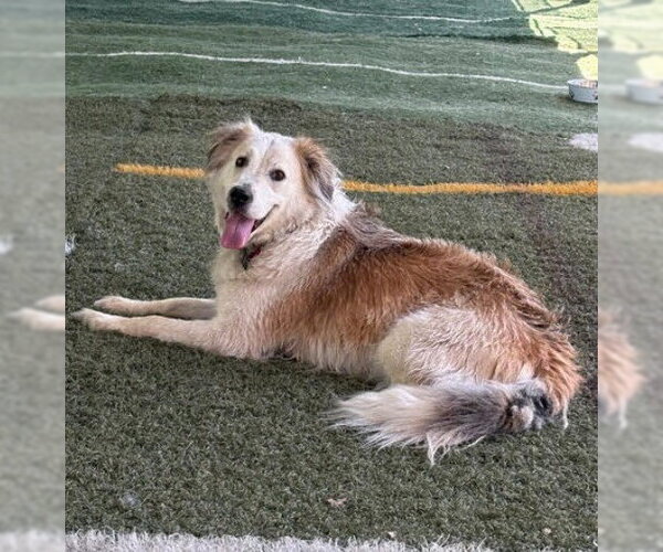 Medium Photo #10 Great Pyrenees-Unknown Mix Puppy For Sale in San Diego, CA, USA
