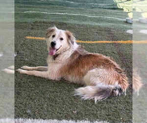 Auggie - Male Great Pyrenees-Unknown Mix Dog for Adoption - Photo #10