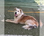 Small #9 Great Pyrenees Mix