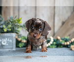 Small #2 Dachshund
