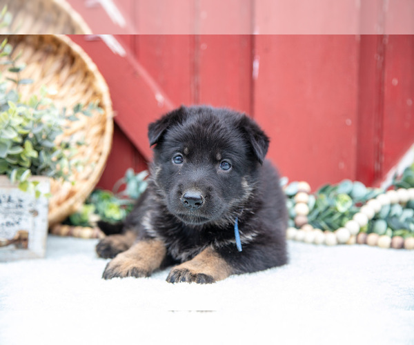 Medium Photo #13 German Shepherd Dog Puppy For Sale in PARKESBURG, PA, USA