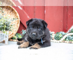 Small Photo #13 German Shepherd Dog Puppy For Sale in PARKESBURG, PA, USA