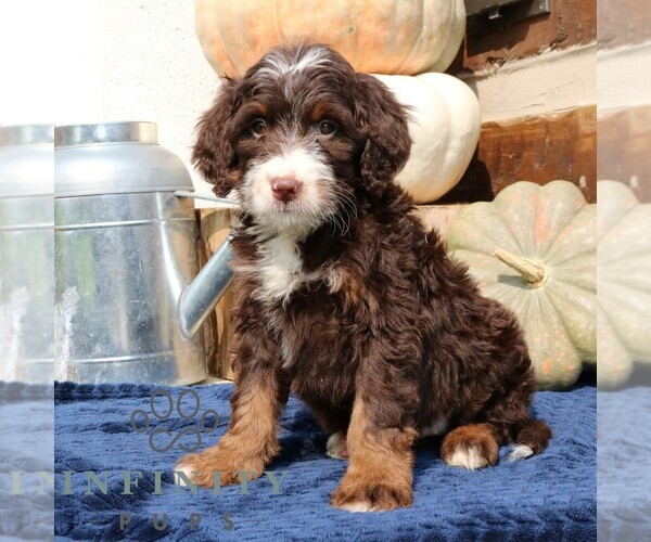 Medium Photo #4 Bernedoodle (Miniature) Puppy For Sale in NARVON, PA, USA