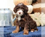Small #3 Bernedoodle (Miniature)