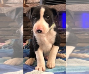 Border Collie Puppy for sale in CAMDEN, OH, USA