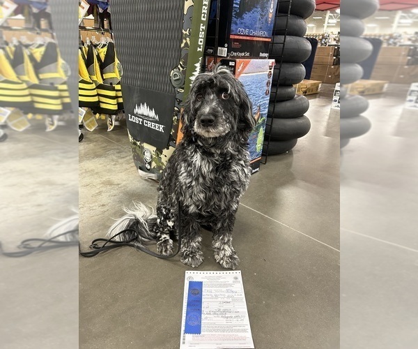 Medium Photo #1 Portuguese Water Dog Puppy For Sale in DES MOINES, IA, USA