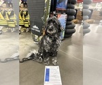 Small Photo #1 Portuguese Water Dog Puppy For Sale in DES MOINES, IA, USA
