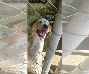 Frank - Male Catahoula Leopard Dog Dog for Adoption - Photo #7