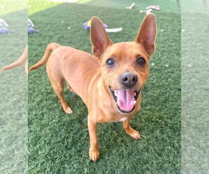 Chipin Dogs for adoption in phoenix, AZ, USA