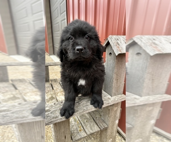 Medium Photo #4 Newfoundland Puppy For Sale in NEW HARTFORD, IA, USA