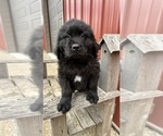 Small Photo #4 Newfoundland Puppy For Sale in NEW HARTFORD, IA, USA